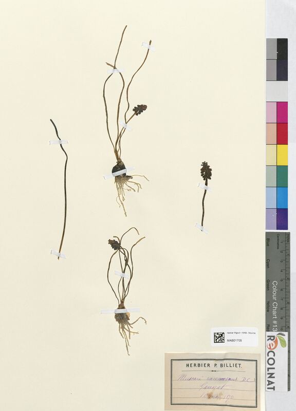 Muscari racemosum (Asparagaceae)