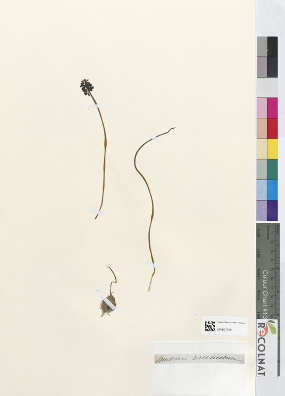 Muscari racemosum (Asparagaceae)