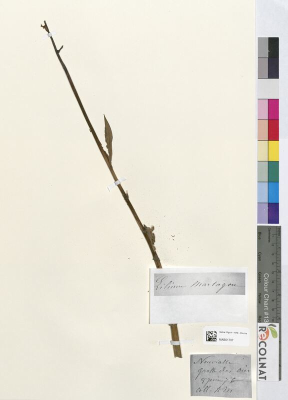 Lilium martagon (Liliaceae)