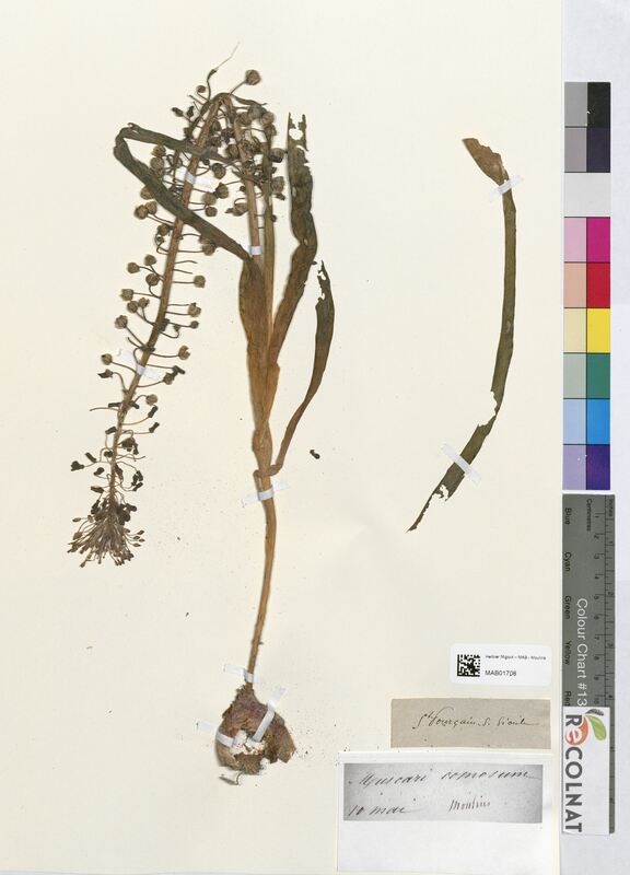 Muscari comosum (Asparagaceae)