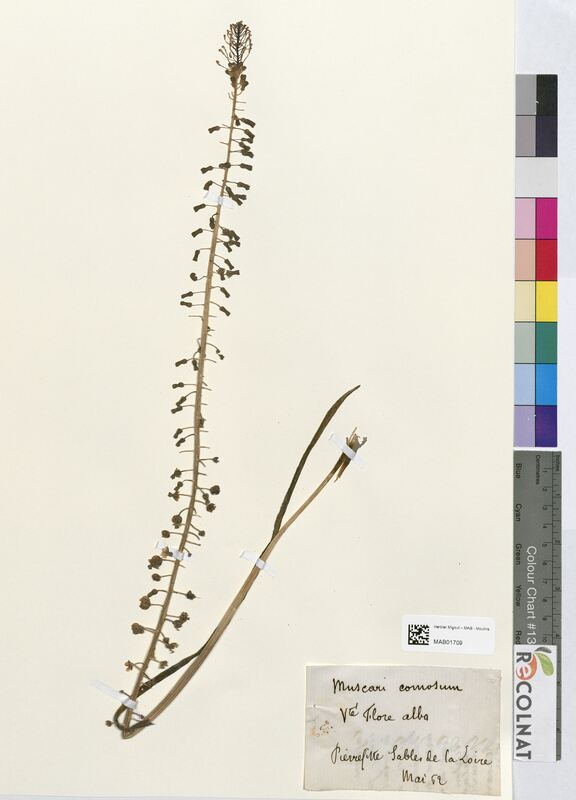 Muscari comosum (Asparagaceae)