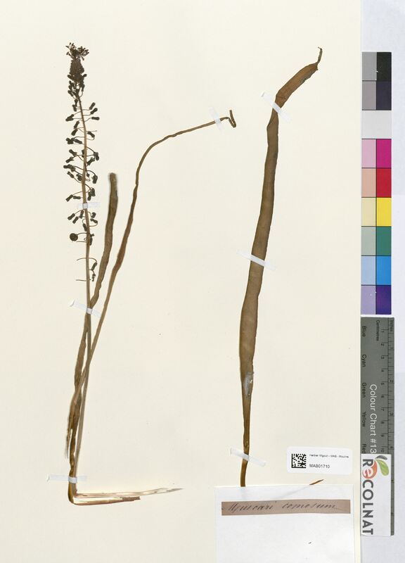 Muscari comosum (Asparagaceae)