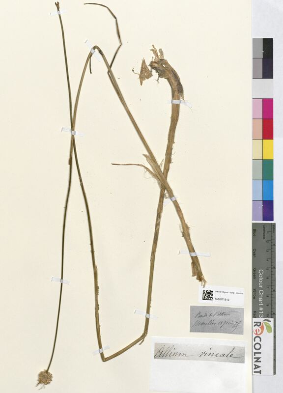 Allium vineale (Amaryllidaceae)