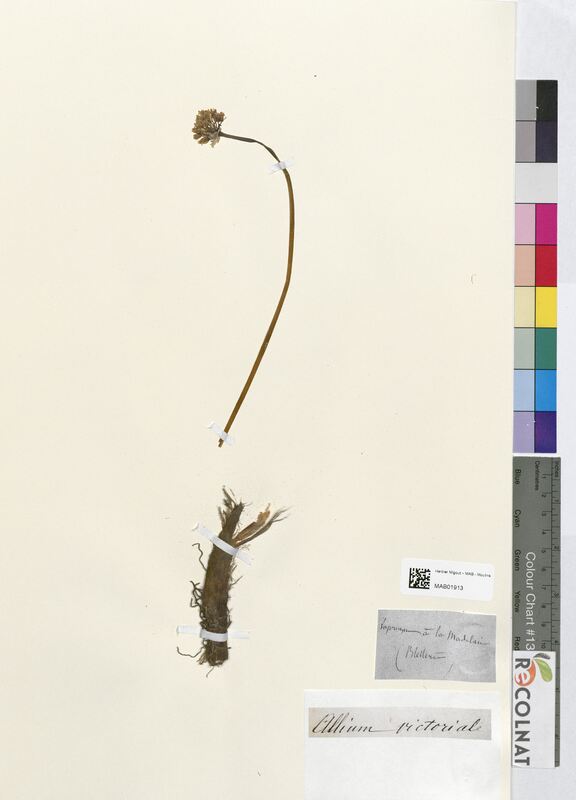 Allium victoriale (Amaryllidaceae)