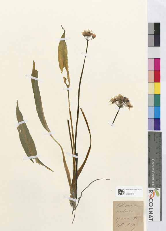 Allium ursinum (Amaryllidaceae)