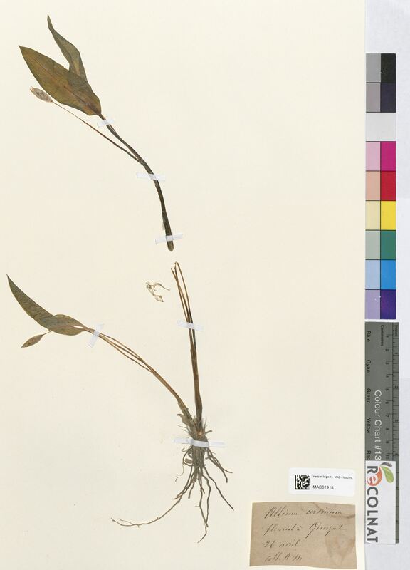 Allium ursinum (Amaryllidaceae)