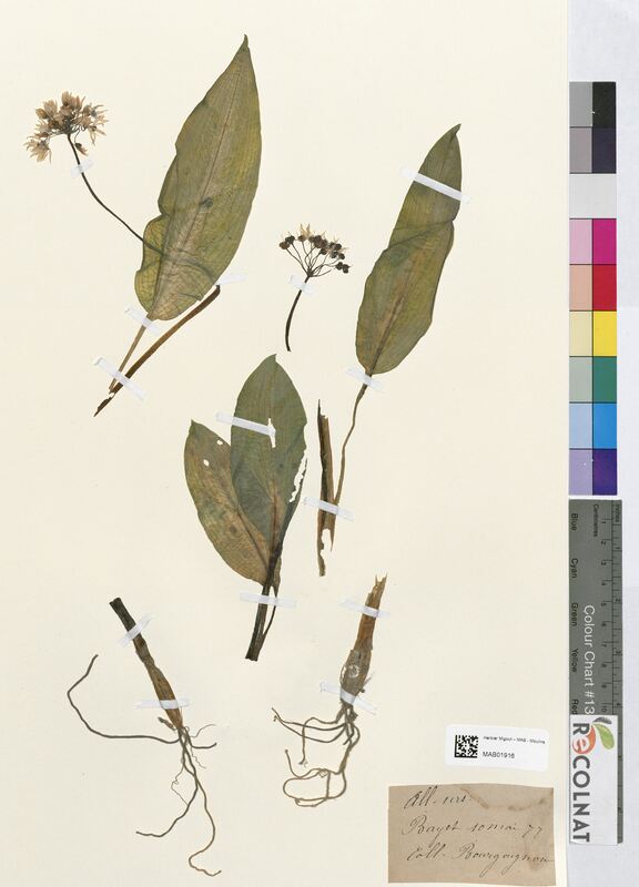 Allium ursinum (Amaryllidaceae)