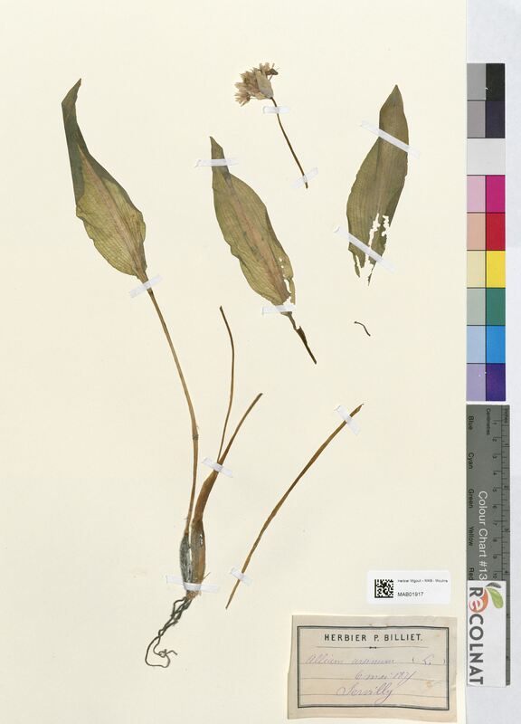 Allium ursinum (Amaryllidaceae)