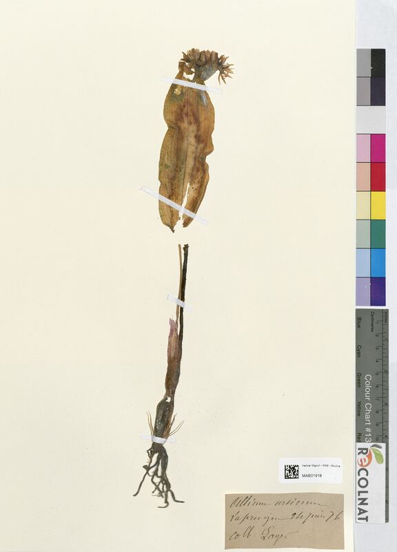 Allium ursinum (Amaryllidaceae)