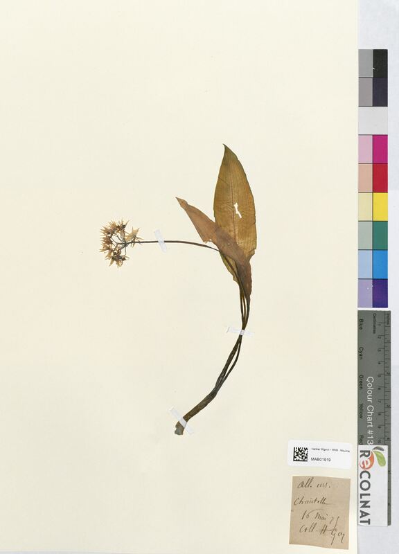 Allium ursinum (Amaryllidaceae)