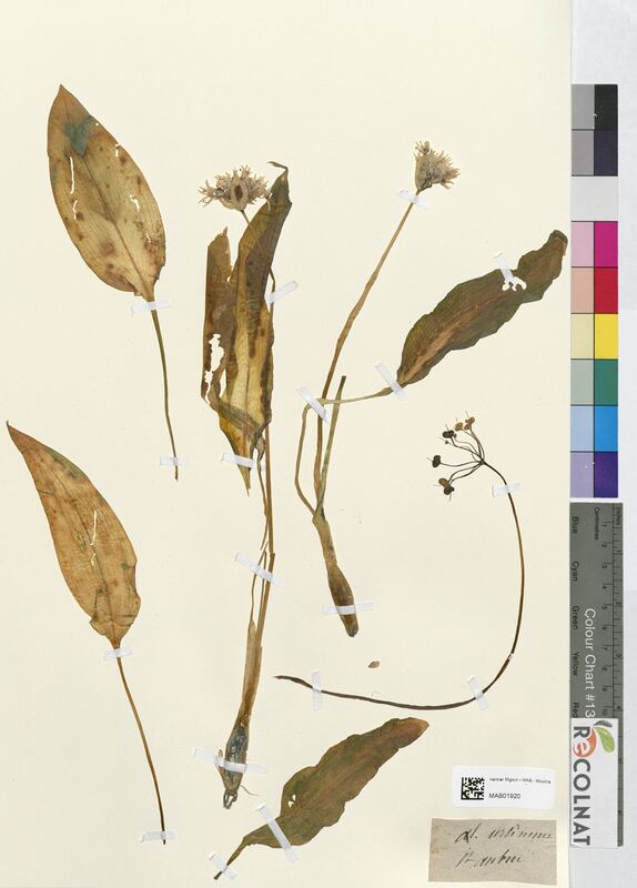 Allium ursinum (Amaryllidaceae)