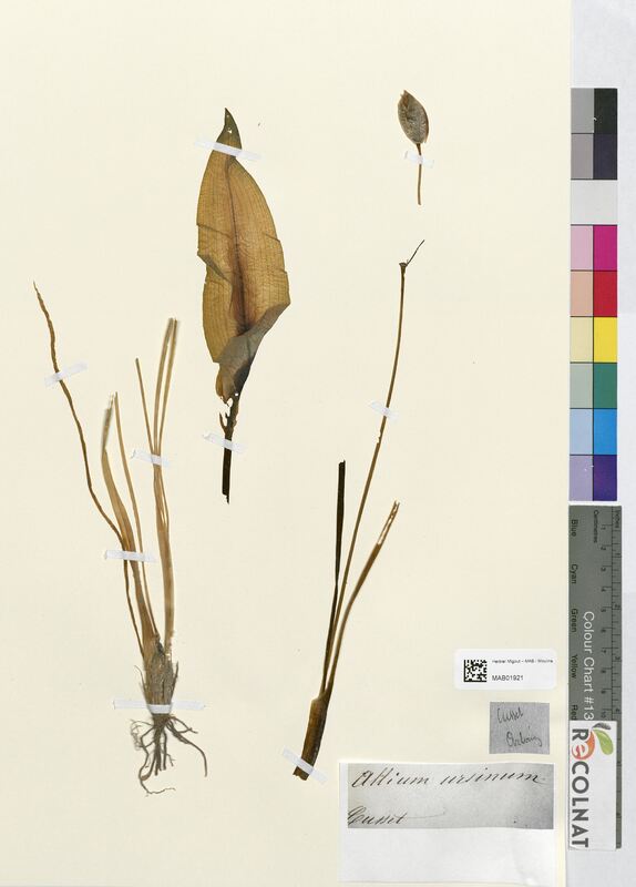 Allium ursinum (Amaryllidaceae)