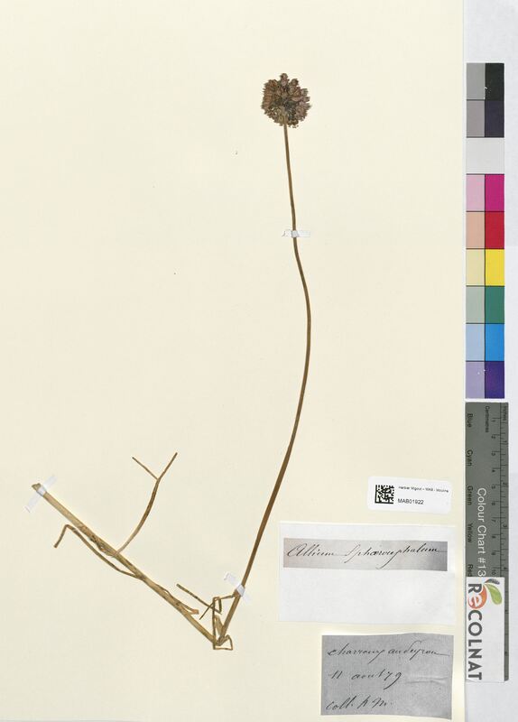 Allium sphaerocephalon (Amaryllidaceae)