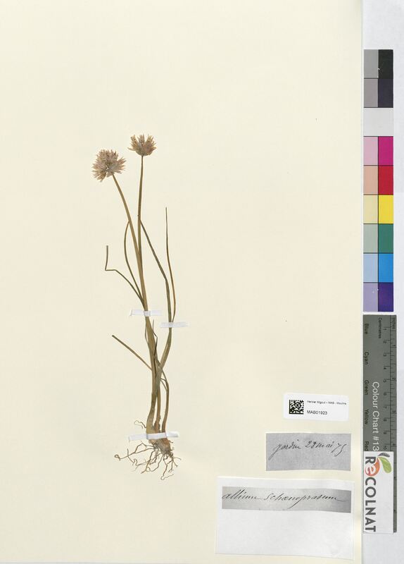 Allium sphaerocephalon (Amaryllidaceae)