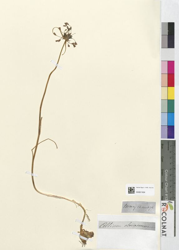 Allium oleraceum (Amaryllidaceae)