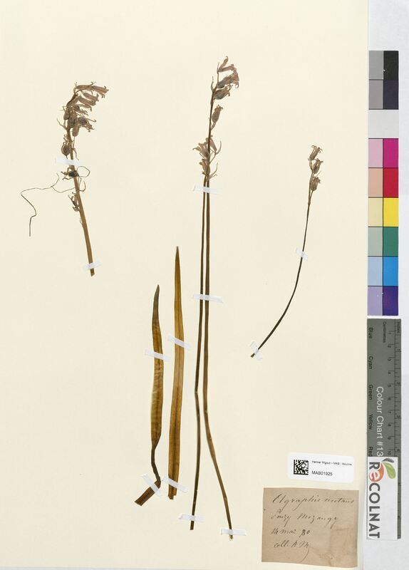 Agraphis nutans (Amaryllidaceae)