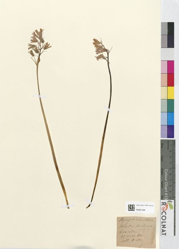 Agraphis nutans (Amaryllidaceae)