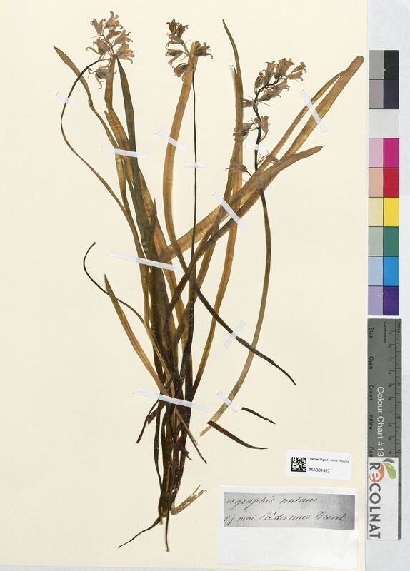 Agraphis nutans (Amaryllidaceae)