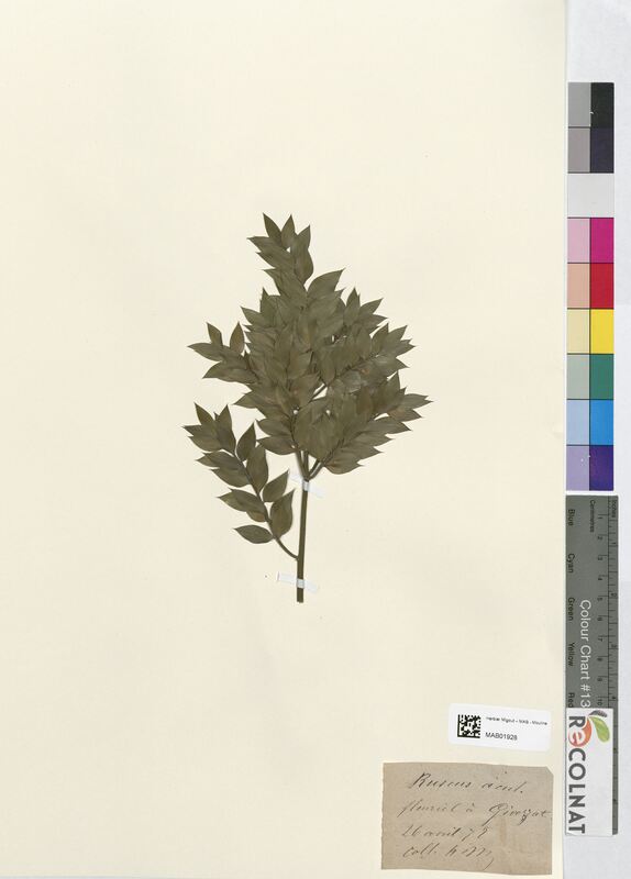 Ruscus aculeatus (Asparagaceae)