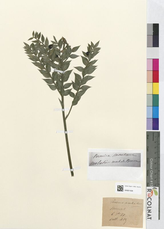 Ruscus aculeatus (Asparagaceae)