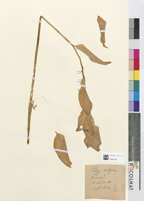 Polygonatum vulgare (Asparagaceae)