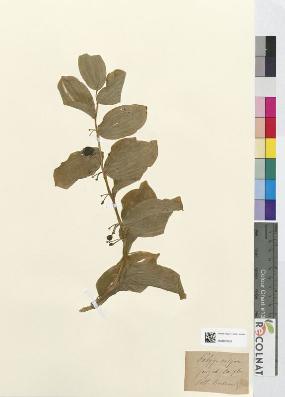 Polygonatum vulgare (Asparagaceae)