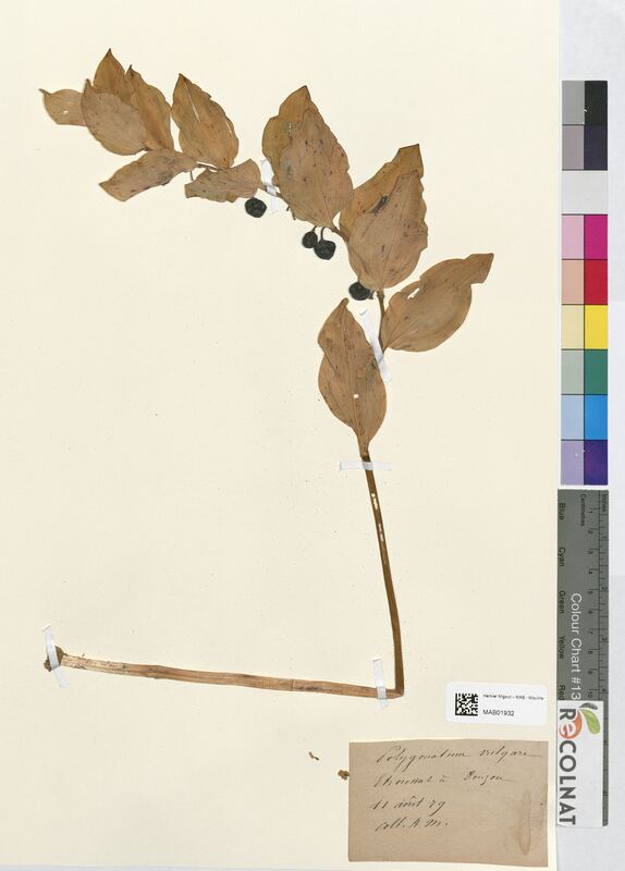 Polygonatum vulgare (Asparagaceae)