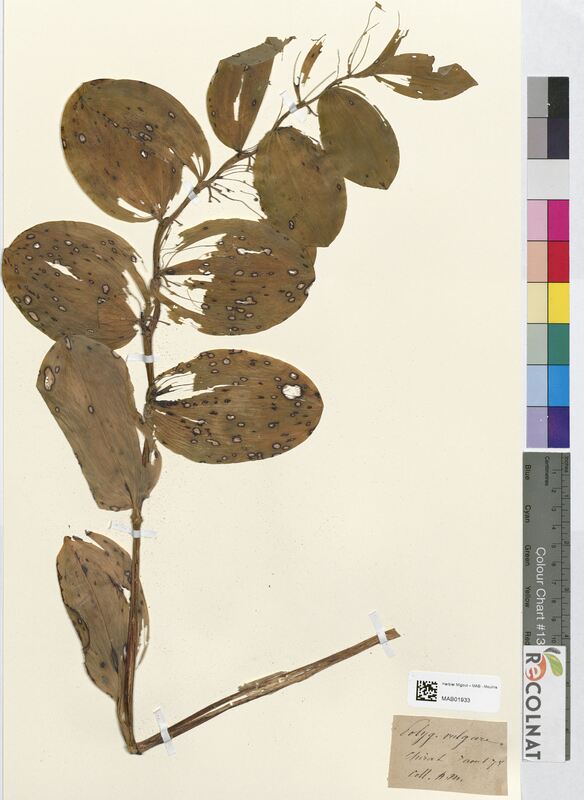 Polygonatum vulgare (Asparagaceae)