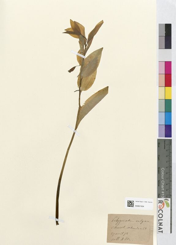 Polygonatum vulgare (Asparagaceae)