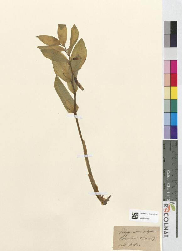 Polygonatum vulgare (Asparagaceae)