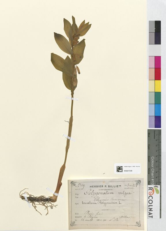 Polygonatum vulgare (Asparagaceae)