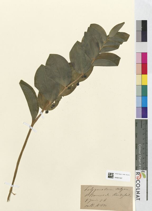 Polygonatum vulgare (Asparagaceae)