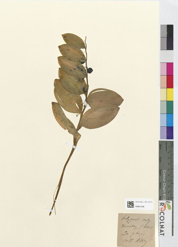 Polygonatum vulgare (Asparagaceae)