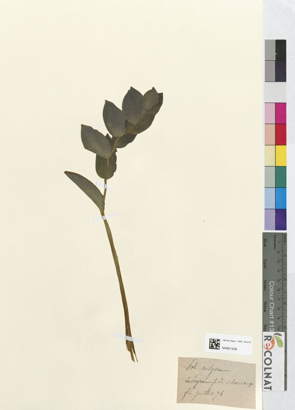 Polygonatum vulgare (Asparagaceae)