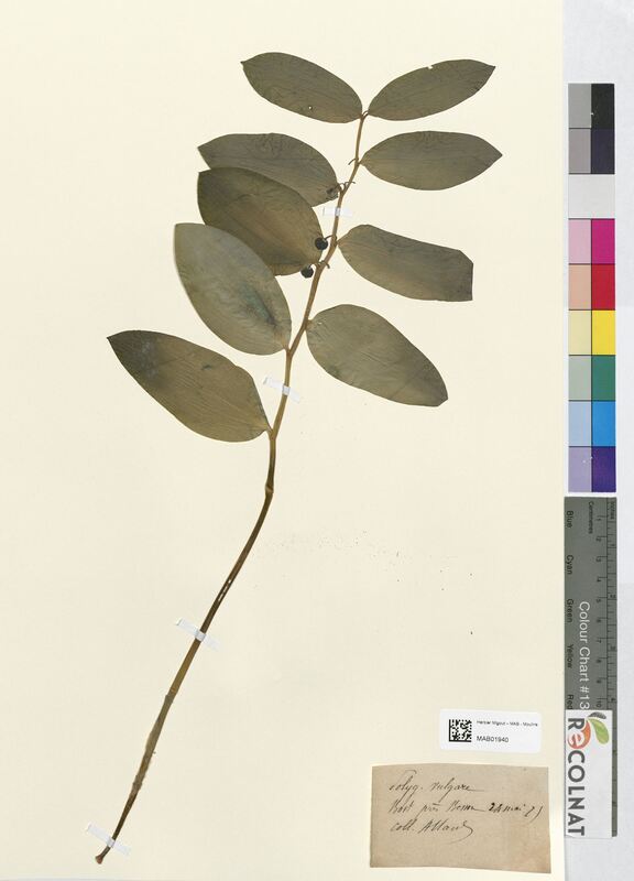 Polygonatum vulgare (Asparagaceae)