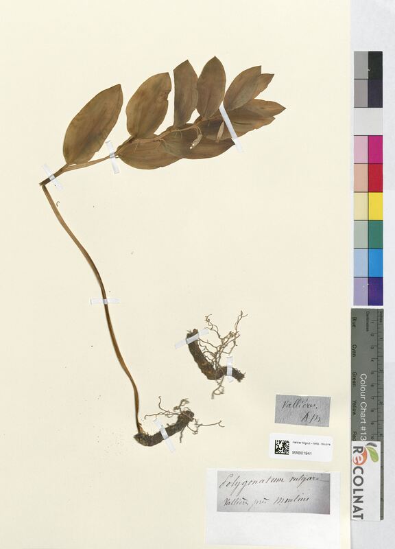 Polygonatum vulgare (Asparagaceae)