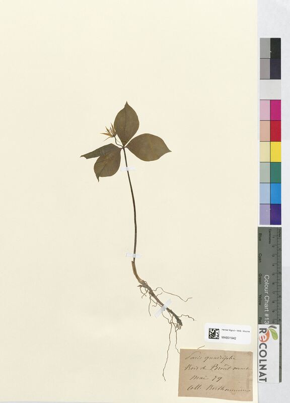 Paris quadrifolia (Melanthiaceae)