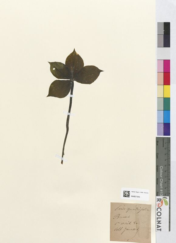 Paris quadrifolia (Melanthiaceae)