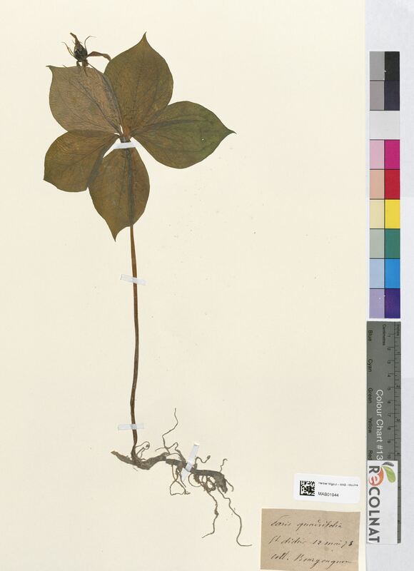 Paris quadrifolia (Melanthiaceae)