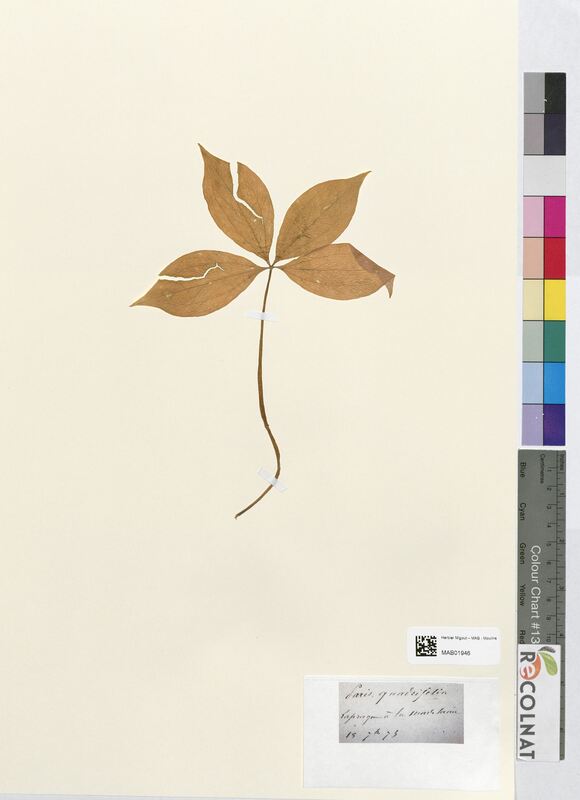 Paris quadrifolia (Melanthiaceae)