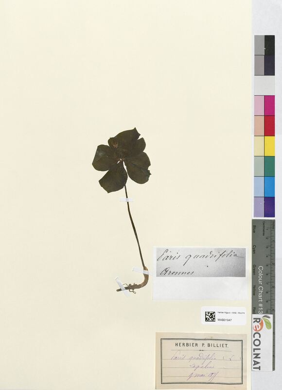 Paris quadrifolia (Melanthiaceae)