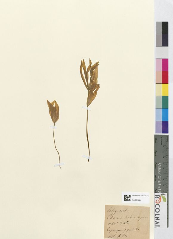 Polygonatum verticillatum (Asparagaceae)