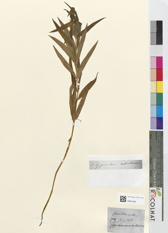 Polygonatum verticillatum (Asparagaceae)