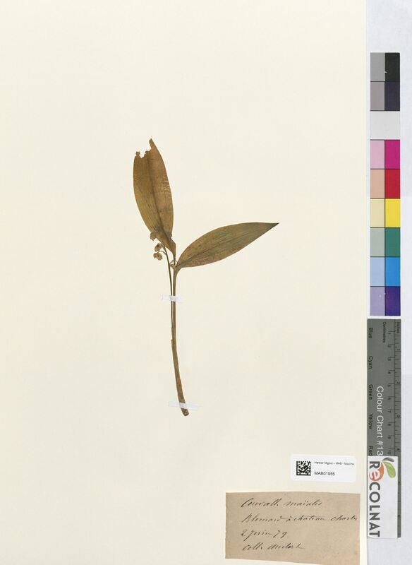 Convallaria majalis (Asparagaceae)