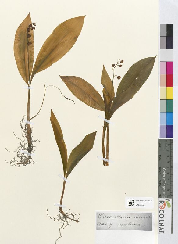 Convallaria majalis (Asparagaceae)