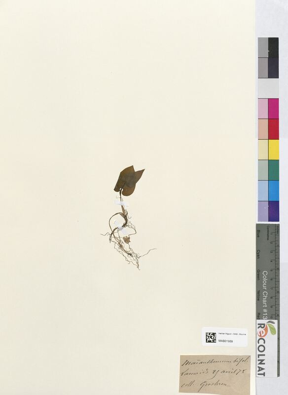 Maianthemum bifolium (Asparagaceae)