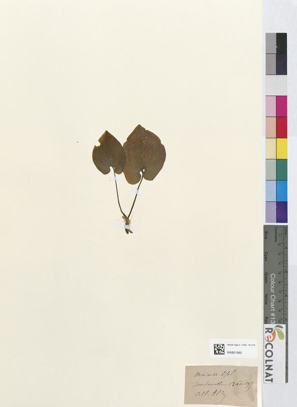 Maianthemum bifolium (Asparagaceae)