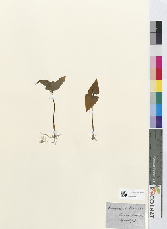 Maianthemum bifolium (Asparagaceae)