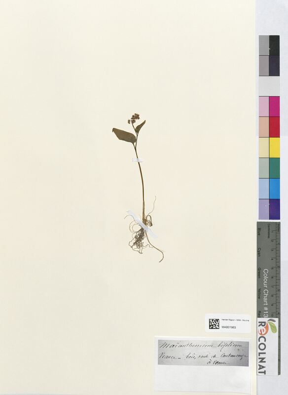 Maianthemum bifolium (Asparagaceae)