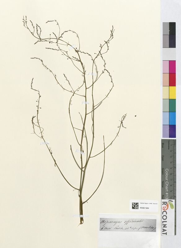 Asparagus officinalis (Asparagaceae)